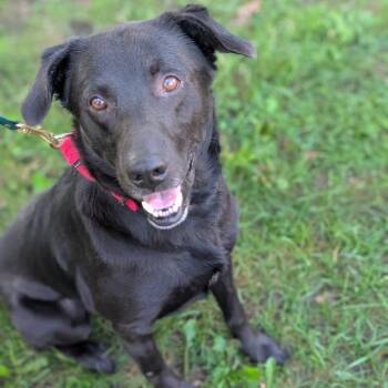 Lucky -  Black Labrador Retriever Dog for Adoption in Riverwoods, Illinois - Lucky | PetCurious