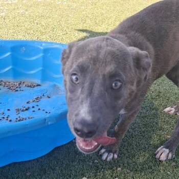 Cheesecake -  Pit Bull Terrier Dog for Adoption in Hannibal, Missouri - Cheesecake | PetCurious