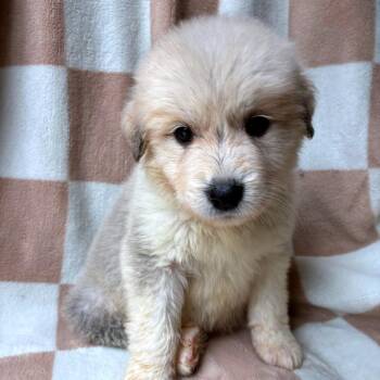 Cairo -  Great Pyrenees and Mixed Breed Dog for Adoption - Cairo | PetCurious