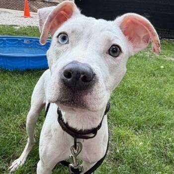 Poppy -  American Staffordshire Terrier Dog for Adoption in Grand Rapids, Michigan - Poppy | PetCurious