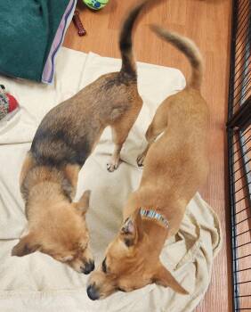 Rescue Chihuahua Dogs for Adoption in Mauston, Wisconsin - Ripley & Simon | PetCurious