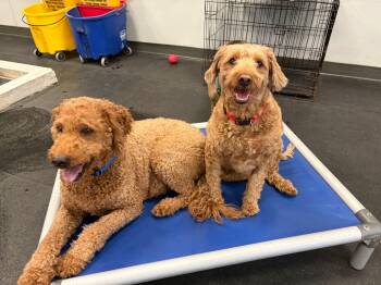 Chili & pepper bonded pair -  Miniature Poodle Dog for Adoption in Clarksburg, Ontario - Chili & Pepper Bonded Pair | PetCurious