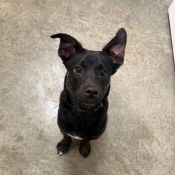 Rottweiler and Shepherd Dogs Available for Adoption in Muncie, Indiana - Montana | PetCurious