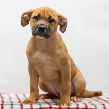 Mixed Breed Dogs Available for Adoption in Henderson, Kentucky - Millie | PetCurious