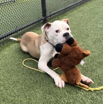 Georgia -  Boxer and Mixed Breed Dog for Adoption in Kansas City, Missouri - Georgia | PetCurious