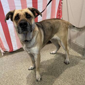 Tippy* -  German Shepherd Dog Dog for Adoption in San Gabriel, California - Tippy* | PetCurious
