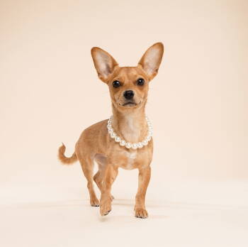 Rescue Chihuahua and Dachshund Dogs for Adoption in West Columbia, South Carolina - Bellie | PetCurious