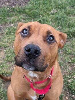 Mixed Breed Dogs Available for Adoption in Fairfax, Virginia - Poppy | PetCurious