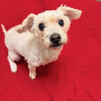 Poodle and Maltese Dogs Available for Adoption in Burlingame, California - Teddy The Senior! | PetCurious