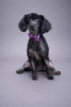Poodle Dogs Available for Adoption in Hardeeville, South Carolina - Gretchen | PetCurious
