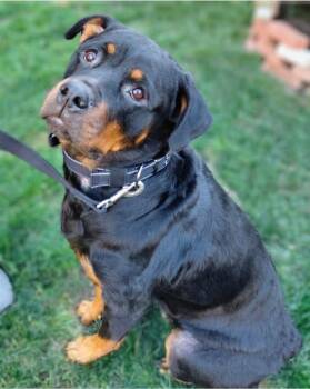 Rescue Rottweiler Dogs for Adoption in Flint, Michigan - LIBRA | PetCurious