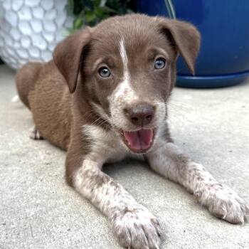 Twix Mini -  Husky and Hound Dog for Adoption in Andover, Massachusetts - Twix Mini | PetCurious