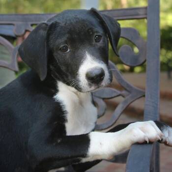 Dulcinea -  Mixed Breed Dog for Adoption in Allentown, Pennsylvania - Dulcinea | PetCurious