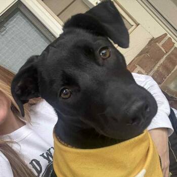 Rescue Black Labrador Retriever Dogs for Adoption in Meeker, Oklahoma - Izzy | PetCurious