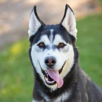 BRUNO -  Siberian Husky Dog for Adoption in Camarillo, California - BRUNO | PetCurious