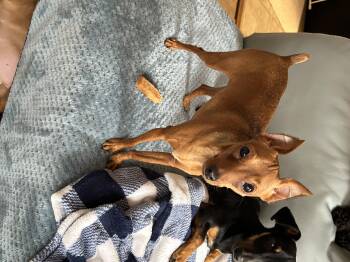 Rescue Miniature Pinscher Dogs for Adoption in Chickasha, Oklahoma - Lucy | PetCurious