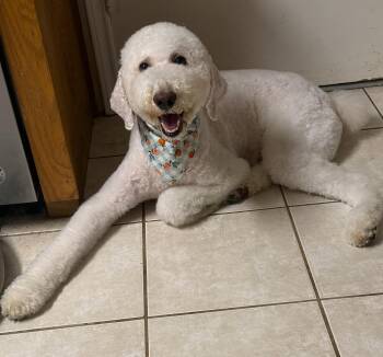 KLOUT-TEXAS -  Standard Poodle Dog for Adoption in Houston, Texas - KLOUT-TEXAS | PetCurious
