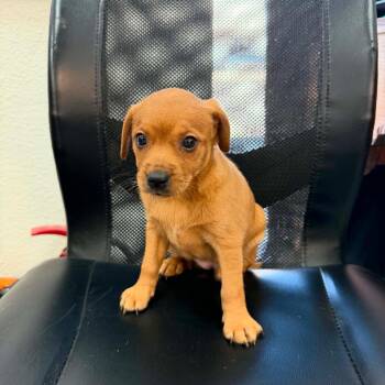 Coco -  Chihuahua and Mixed Breed Dog for Adoption in Phoenix, Arizona - Coco | PetCurious