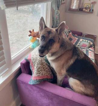 Rescue German Shepherd Dog Dogs for Adoption in Star, Idaho - Paloma | PetCurious