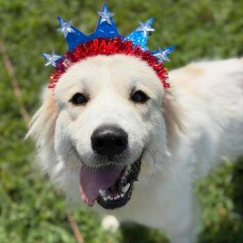 Baby Love -  Great Pyrenees and Mixed Breed Dog for Adoption in Buffalo, Minnesota - Baby Love | PetCurious