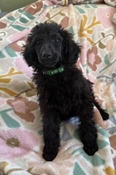 Goliath -  Standard Poodle Dog for Adoption in Cheektowaga, New York - Goliath | PetCurious