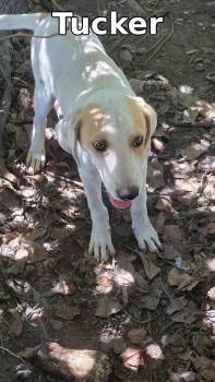 Tucker -  Mixed Breed Dog for Adoption in Rock Hill, New York - Tucker | PetCurious