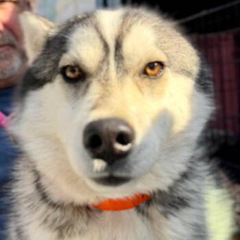 Pomeranian and Husky Dogs Available for Adoption in Peyton, Colorado - Roof (MR26-324) | PetCurious