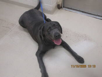 Rescue Labrador Retriever and Pit Bull Terrier Dogs for Adoption in Marietta, Georgia - Nova(872) | PetCurious