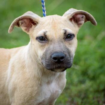 Rescue Hound and Labrador Retriever Dogs for Adoption in Lambertville, New Jersey - Georgia | PetCurious