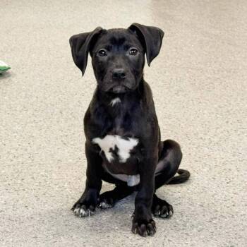 Mixed Breed Dogs Available for Adoption in Lansing, Michigan - Trix (26-076 D) | PetCurious