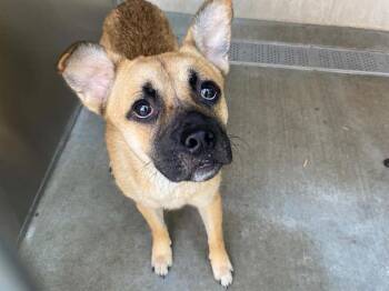 VOLTORB -  Pug and Shiba Inu Dog for Adoption in Tustin, California - VOLTORB | PetCurious