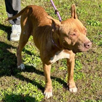 Rescue Mixed Breed Dogs for Adoption in Columbus, Georgia - Sutton 9349 | PetCurious