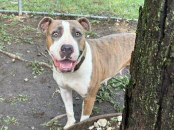 GRACIE -  Pit Bull Terrier Dog for Adoption in Tulsa, Oklahoma - GRACIE | PetCurious