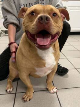 Stromboli -  Bulldog and Pit Bull Terrier Dog for Adoption in Aurora, Illinois - Stromboli | PetCurious