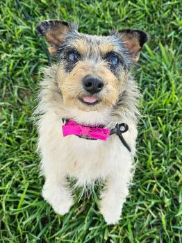 Peach Bellini -  Jack Russell Terrier Dog for Adoption in Plainfield, Illinois - Peach Bellini | PetCurious