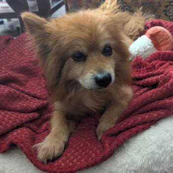 Koby -  Pomeranian Dog for Adoption in Columbia, South Carolina - Koby | PetCurious