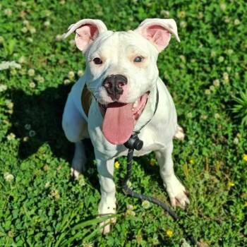 Snickerdoodle -  Pit Bull Terrier Dog for Adoption in Springdale, Arkansas - Snickerdoodle | PetCurious