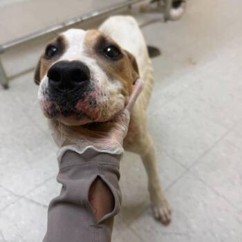 Teddy -  Jack Russell Terrier Dog for Adoption in Clarksdale, Mississippi - Teddy | PetCurious