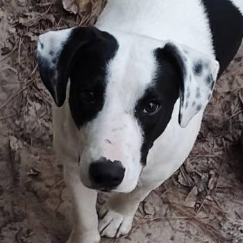 Rescue Pointer Dogs for Adoption in Jay, New York - Ryder | PetCurious
