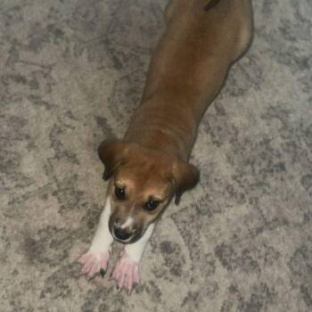 Maple -  Feist and Labrador Retriever Dog for Adoption in Sanford, North Carolina - Maple | PetCurious