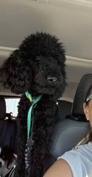 IVY -  Poodle Dog for Adoption in Brooksville, Florida - IVY | PetCurious