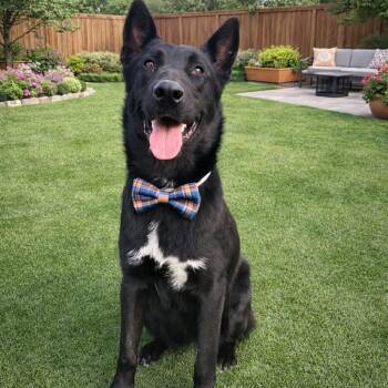 German Shepherd Dog Dogs Available for Adoption - ROCKY GS | PetCurious