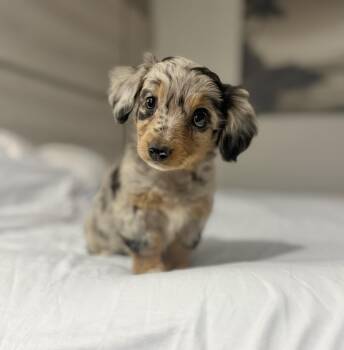 Dachshund and Australian Shepherd Dogs Available for Adoption - Ariel | PetCurious