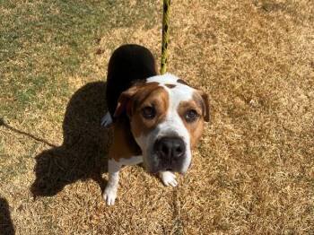 ARROW -  Pit Bull Terrier and Mixed Breed Dog for Adoption in Rowlett, Texas - ARROW | PetCurious