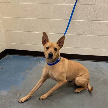 Mixed Breed Dogs Available for Adoption - Kouta | PetCurious