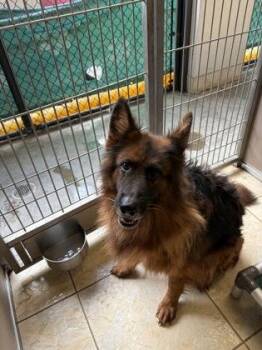 Bella -  German Shepherd Dog and Mixed Breed Dog for Adoption in Honolulu, Hawaii - Bella | PetCurious