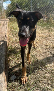 Rescue Shepherd and Mixed Breed Dogs for Adoption in San Antonio, Texas - Sherman | PetCurious