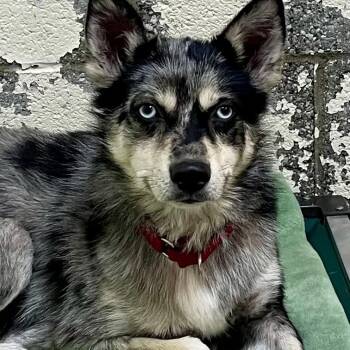 Harley -  Husky Dog for Adoption in West Milford, New Jersey - Harley | PetCurious