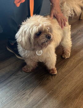 Rescue Shih Tzu Dogs for Adoption in Fairfax, Virginia - Sparky *Adopt Or Foster* | PetCurious