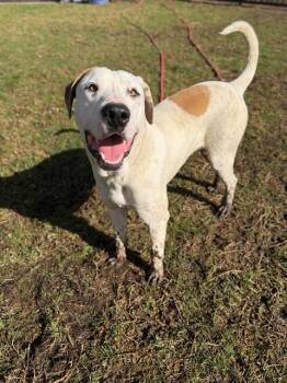 Pit Bull Terrier and Mixed Breed Dogs Available for Adoption - DOUGHBOY | PetCurious